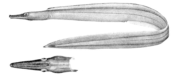Nettastoma parviceps
