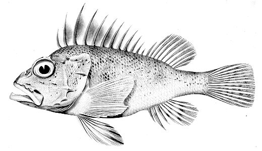 Neosebastes nigropunctatus