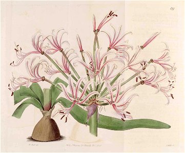 Nerine laticoma 497