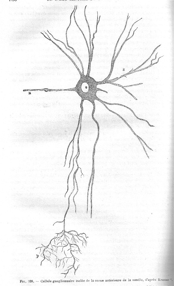 NeuroneChauveau1890MeyCh
