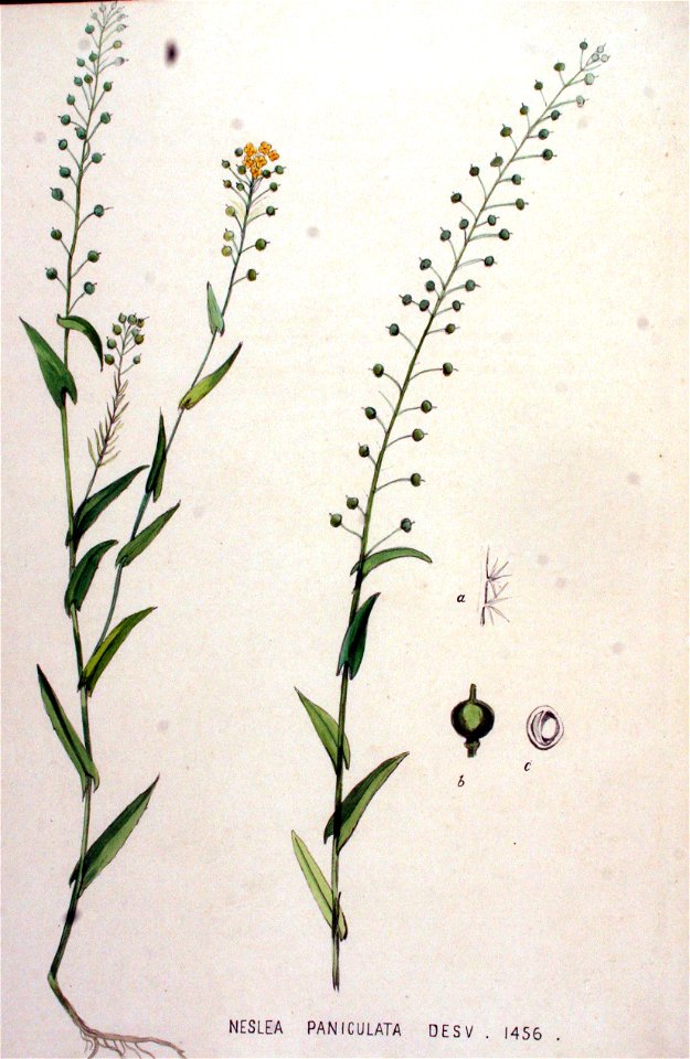 Neslia paniculata — Flora Batava — Volume v19