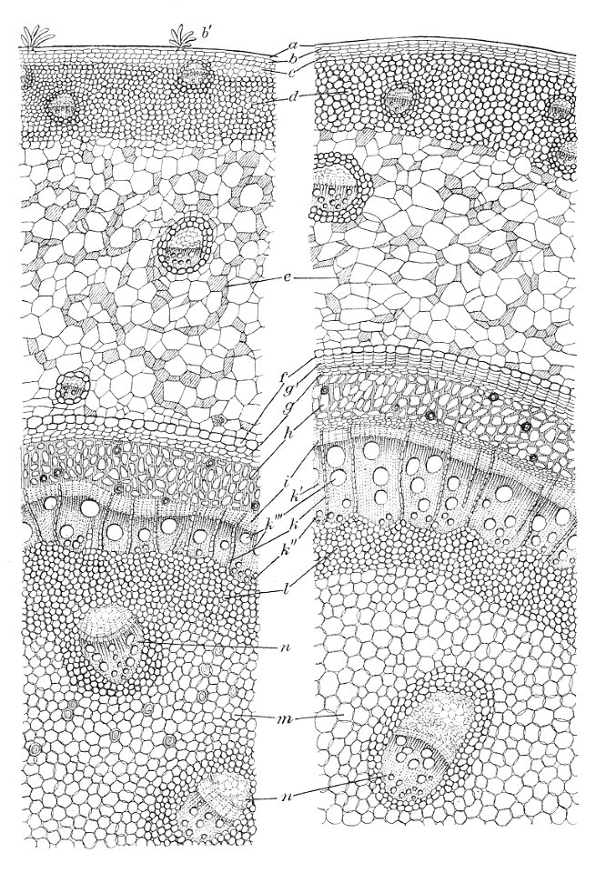 Nepenthes transverse section Macfarlane illustration - Free Stock ...