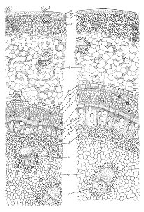 Nepenthes transverse section Macfarlane illustration