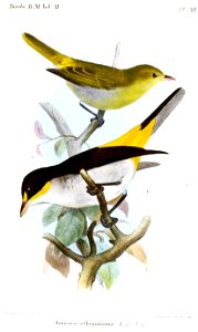 NemosiaAlbigularisSmit