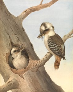 Neville HP Cayley - Laughing Kookaburra, Dacelo novaeguineae - Google Art Project