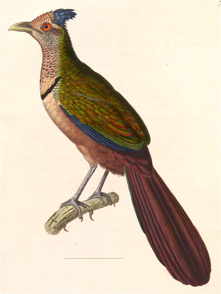 Neomorphus geoffroyi 1838