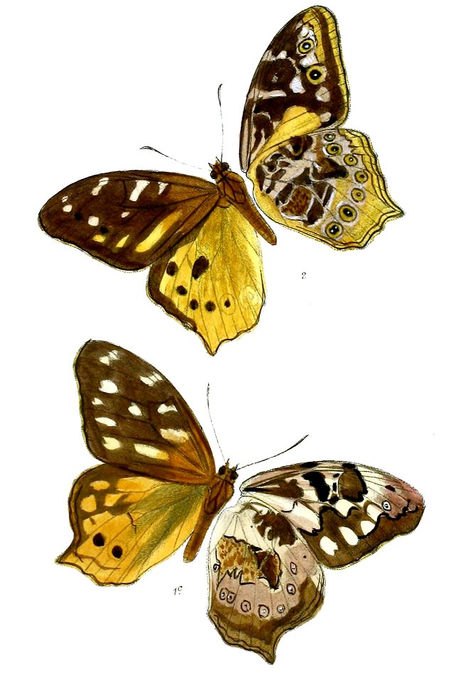 Neope armandii M 93 2