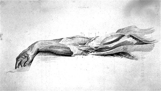 Nerves of the arm, 1803 Wellcome L0001819