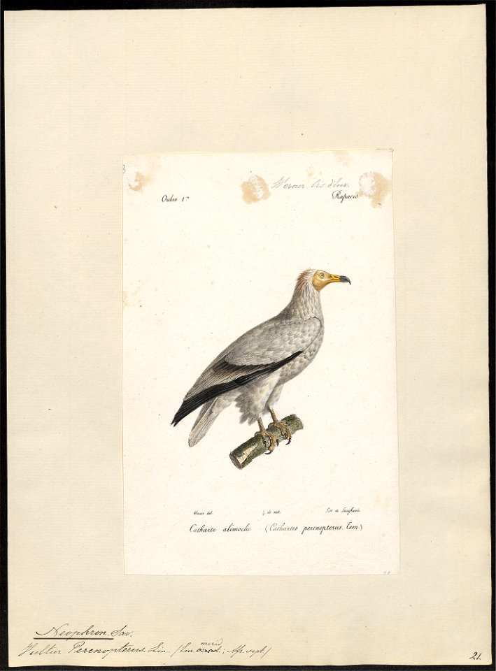 Neophron percnopterus - 1842-1848 - Print - Iconographia Zoologica - Special Collections University of Amsterdam - UBA01 IZ18100139