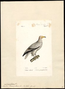 Neophron percnopterus - 1842-1848 - Print - Iconographia Zoologica - Special Collections University of Amsterdam - UBA01 IZ18100139