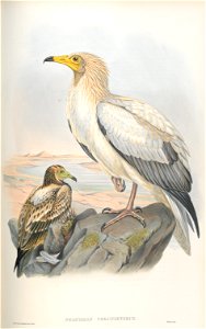 Neophron Percnopterus