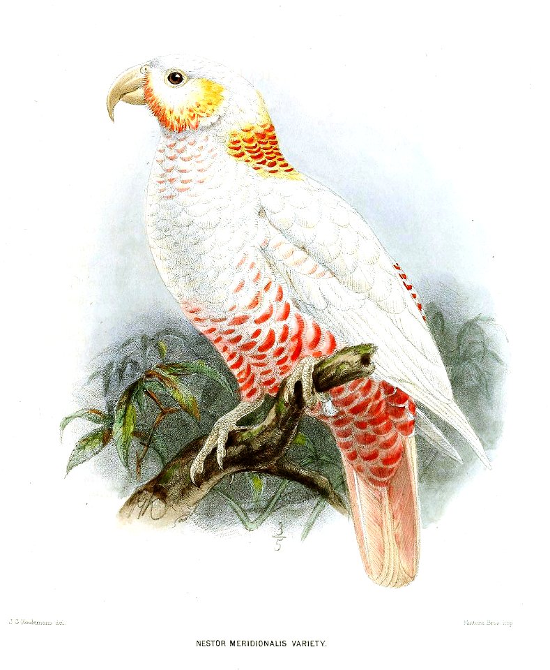 NestorMeridionalisLeucisticKeulemans
