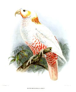 NestorMeridionalisLeucisticKeulemans