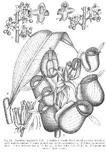 Nepenthes ampullaria Macfarlane illustration
