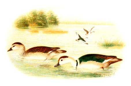 Nettapus coromandelianus 1921