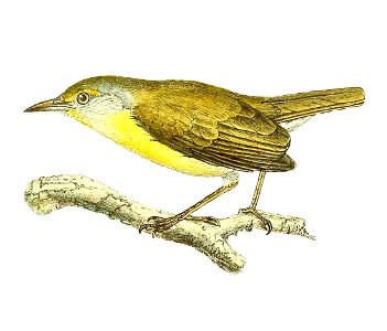 Neomixis tenella 1868