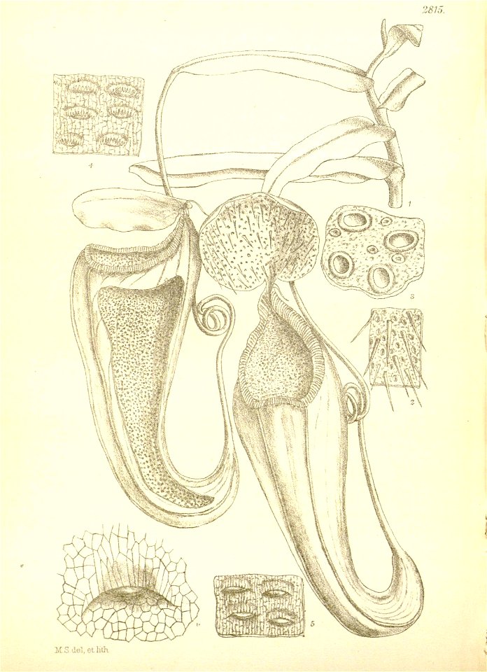 Nepenthes macfarlanei (upper pitcher) - Hooker’s Icones Plantarum (1906)