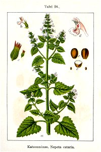Nepeta cataria Sturm24