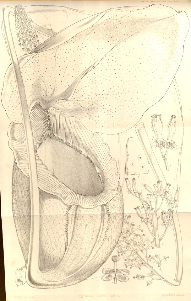 Nepenthes rajah - Transactions of the Linnean Society of London (1859)