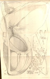 Nepenthes rajah - Transactions of the Linnean Society of London (1859)
