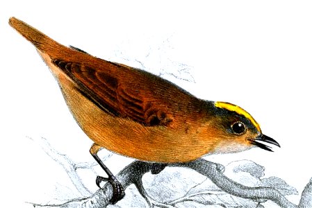 Neopipo cinnamomea Smit