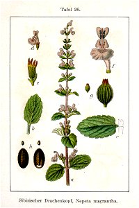 Nepeta sibirica Sturm26