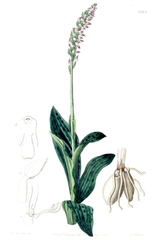 Neotinea maculata (as Aceras secundiflorum) - Edwards vol 18 pl 1525 (1832)