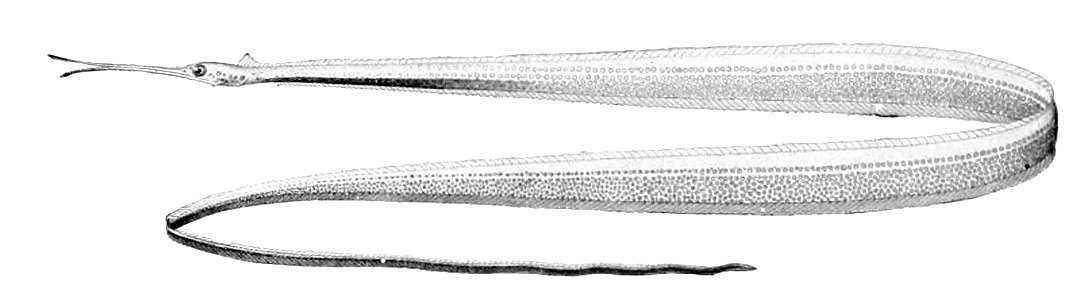 Nemichthys scolopaceus2