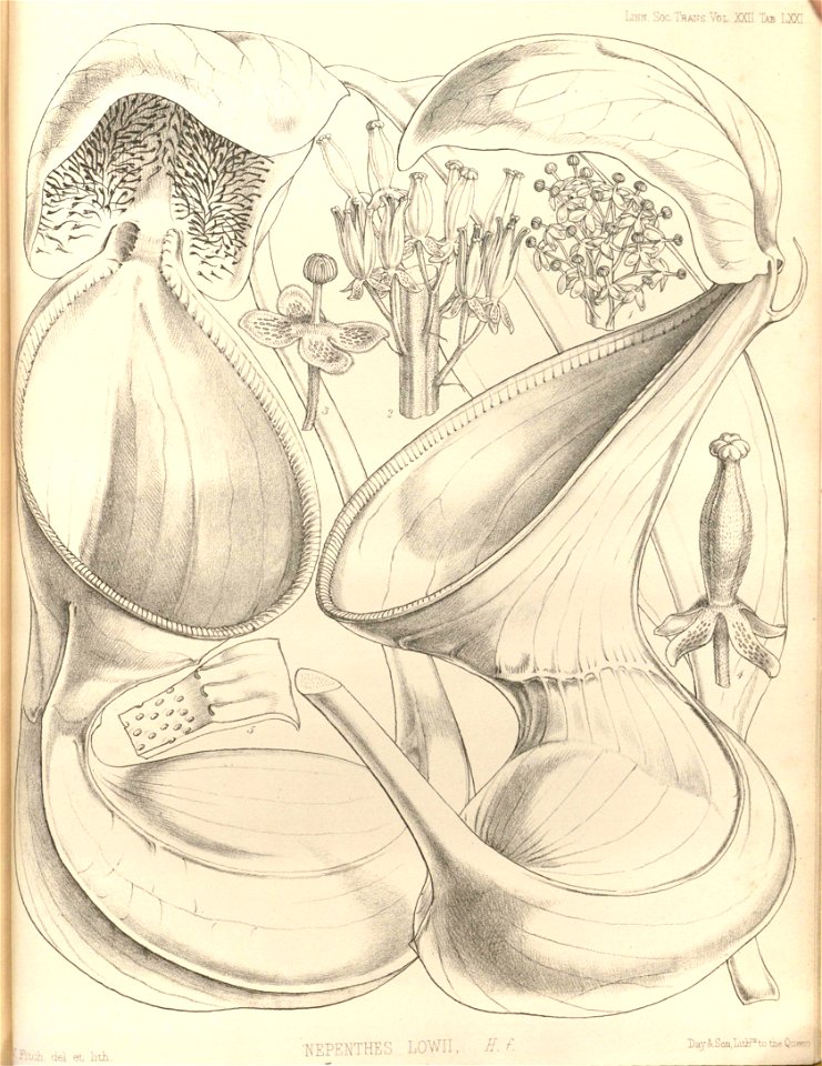 Nepenthes lowii - Transactions of the Linnean Society of London (1859)