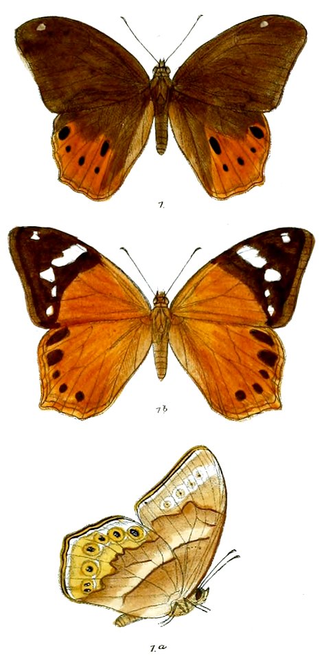 NemetisMinerva 77 1
