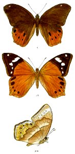 NemetisMinerva 77 1