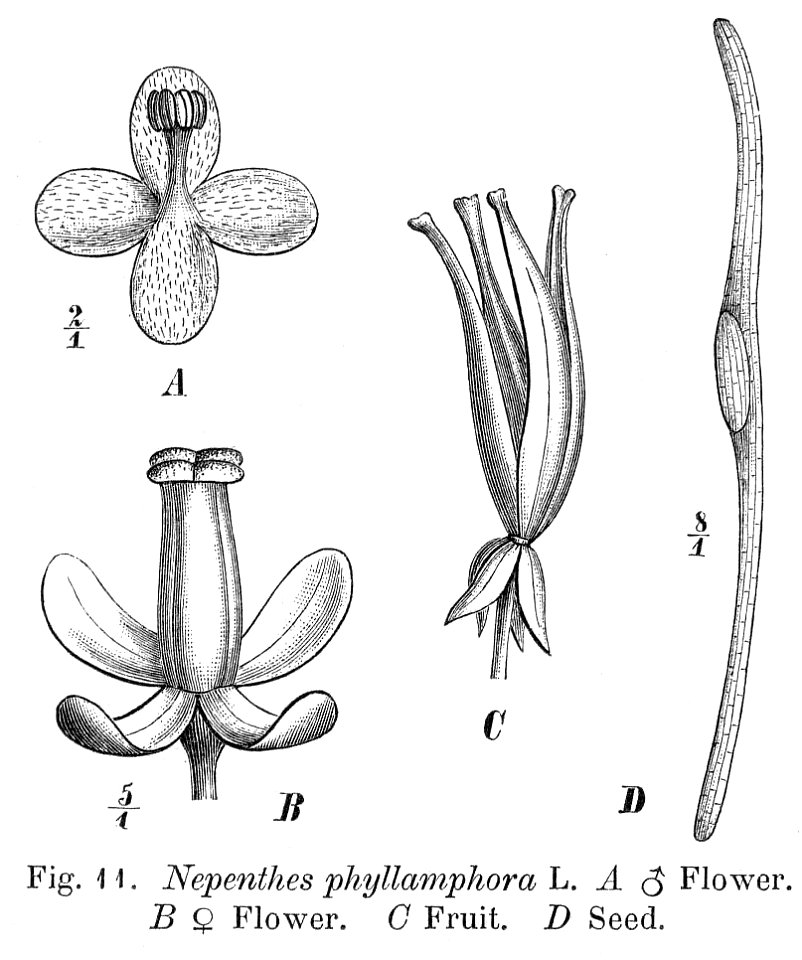 Nepenthes phyllamphora Macfarlane illustration
