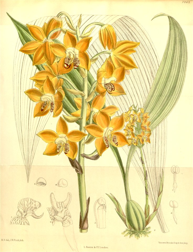 Neomoorea wallisii (as Moorea irrorata) - Curtis' 118 (Ser. 3 no. 48) pl. 7262 (1892)