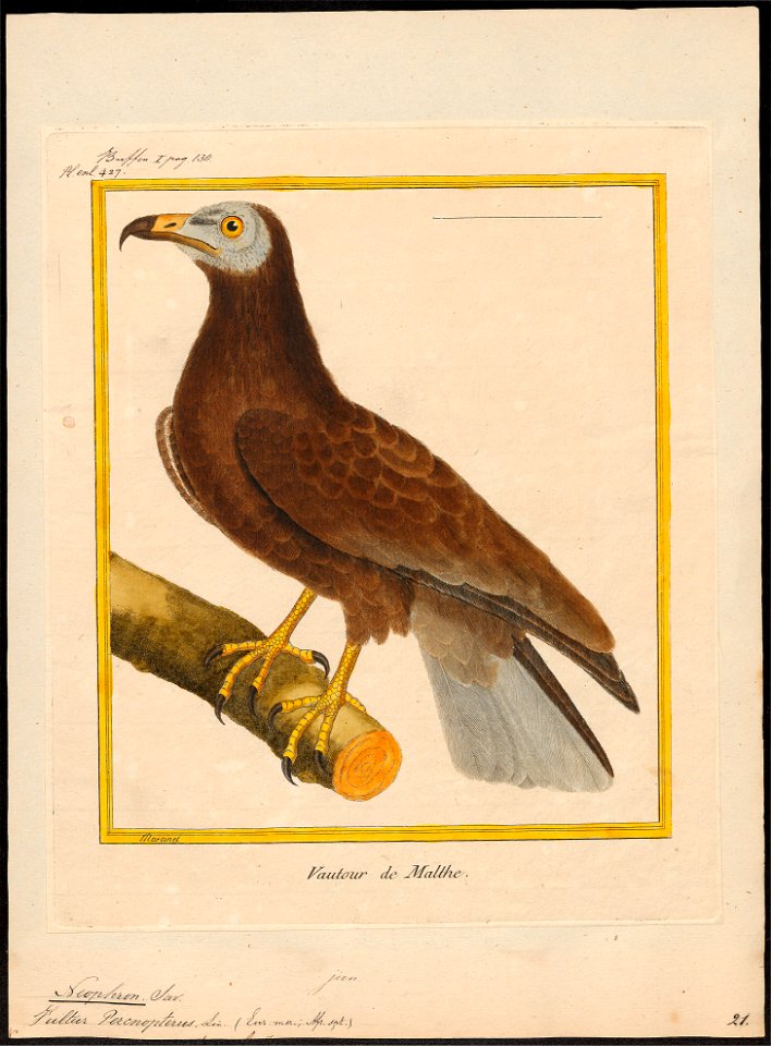 Neophron percnopterus - 1700-1880 - Print - Iconographia Zoologica - Special Collections University of Amsterdam - UBA01 IZ18100147