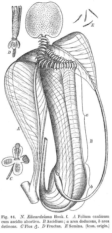 Nepenthes edwardsiana Macfarlane illustration