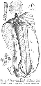 Nepenthes edwardsiana Macfarlane illustration