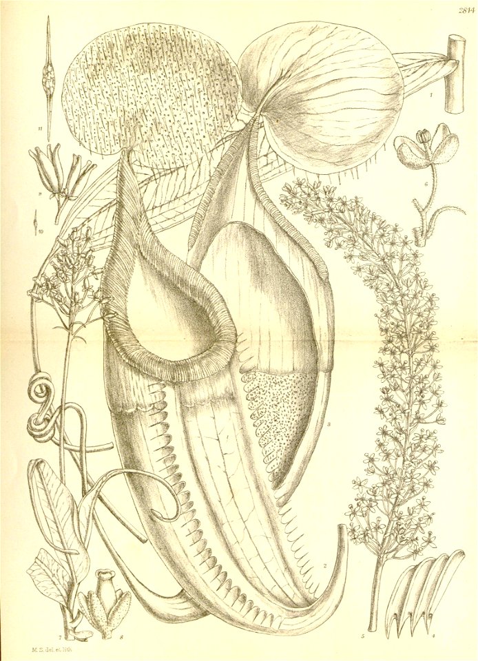 Nepenthes macfarlanei (lower pitcher) - Hooker’s Icones Plantarum (1906)