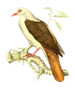 Nesoenas mayeri 1868