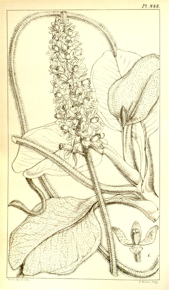 Nepenthes villosa - Hooker’s Icones Plantarum (1852)