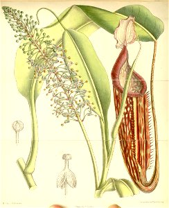 Nepenthes curtisii - Curtis’s Botanical Magazine (1890)