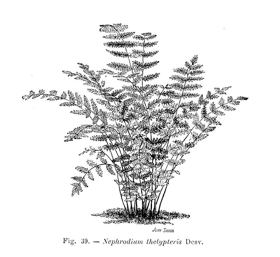 Nephrodium thelypteris (dessin)