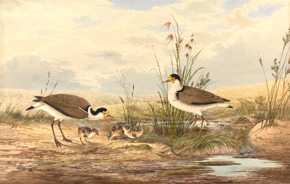 Neville HP Cayley - Masked Lapwing, Vanellus miles - Google Art Project