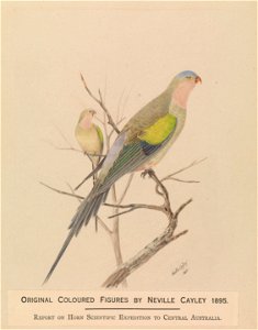 Neville HP Cayley - Princess Parrot, Polytelis alexandrae - Google Art Project