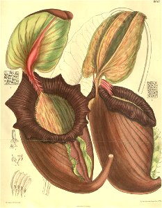 Nepenthes rajah - Curtis’s Botanical Magazine (1905)