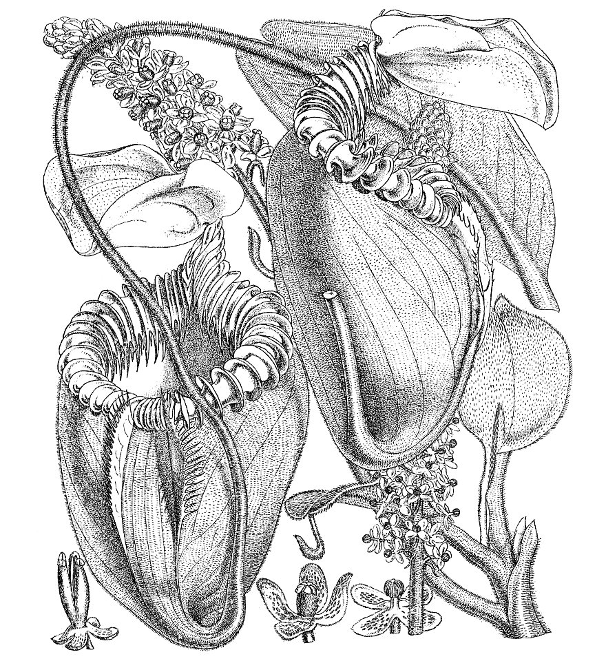 Nepenthes villosa Macfarlane illustration without text