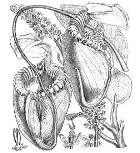 Nepenthes villosa Macfarlane illustration without text