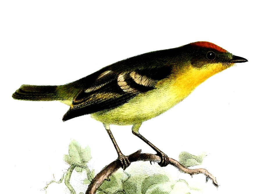 Nephelomyias pulcher pulcher Smit