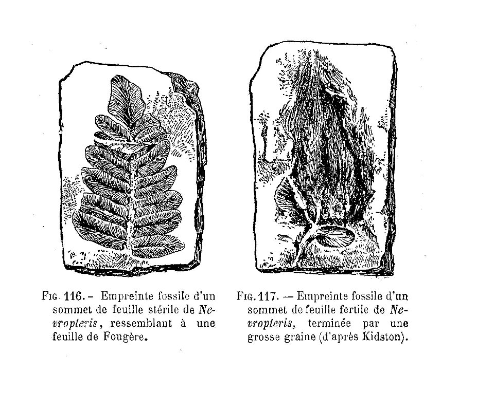 Nevropteris - empreintes fossiles