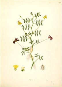 Neptunia oleracea Roxburgh 1798 2-119