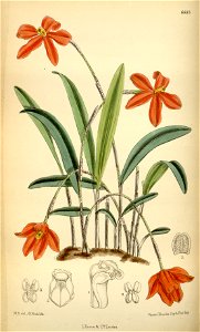 Neocogniauxia monophylla (as Laelia monophylla) - Curtis' 109 (Ser. 3 no. 39) pl. 6683 (1883)